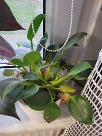 Philodendron filodendron nieznany