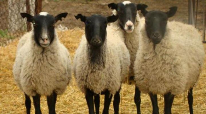 Продам вівці,романівської породи