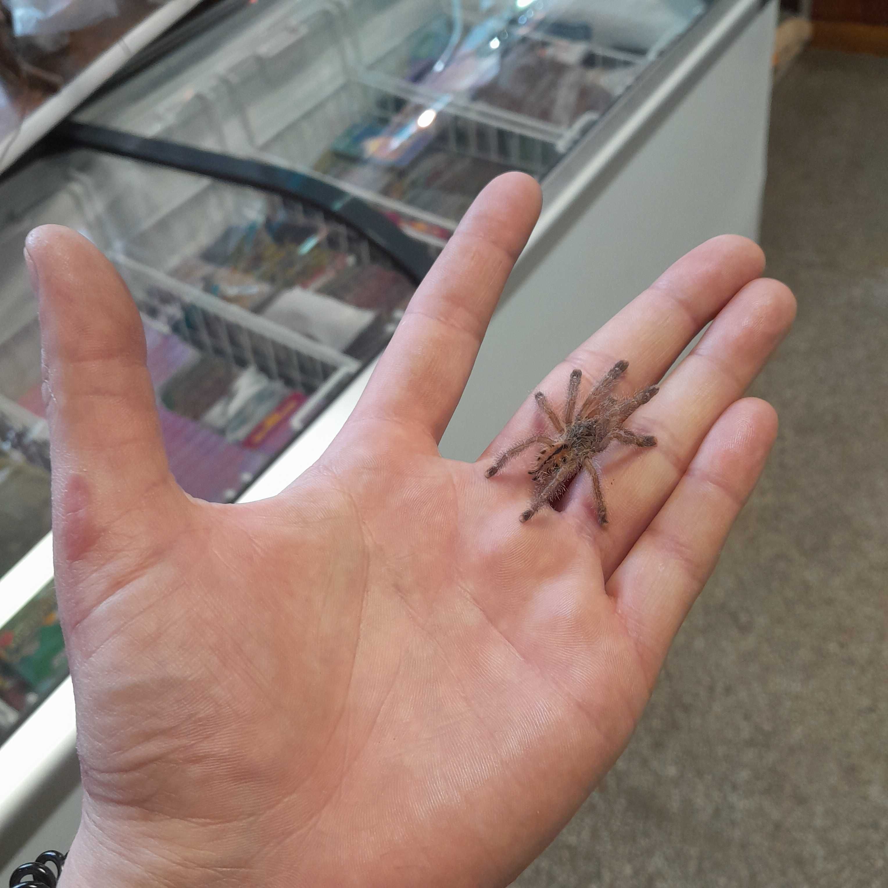 Avicularia avicularia L3