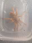 Ptasznik: Pterinochilus murinus "Usambara" 3 DC samica