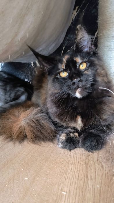 Kotka Maine coon-5 miesięcy -do hodowli