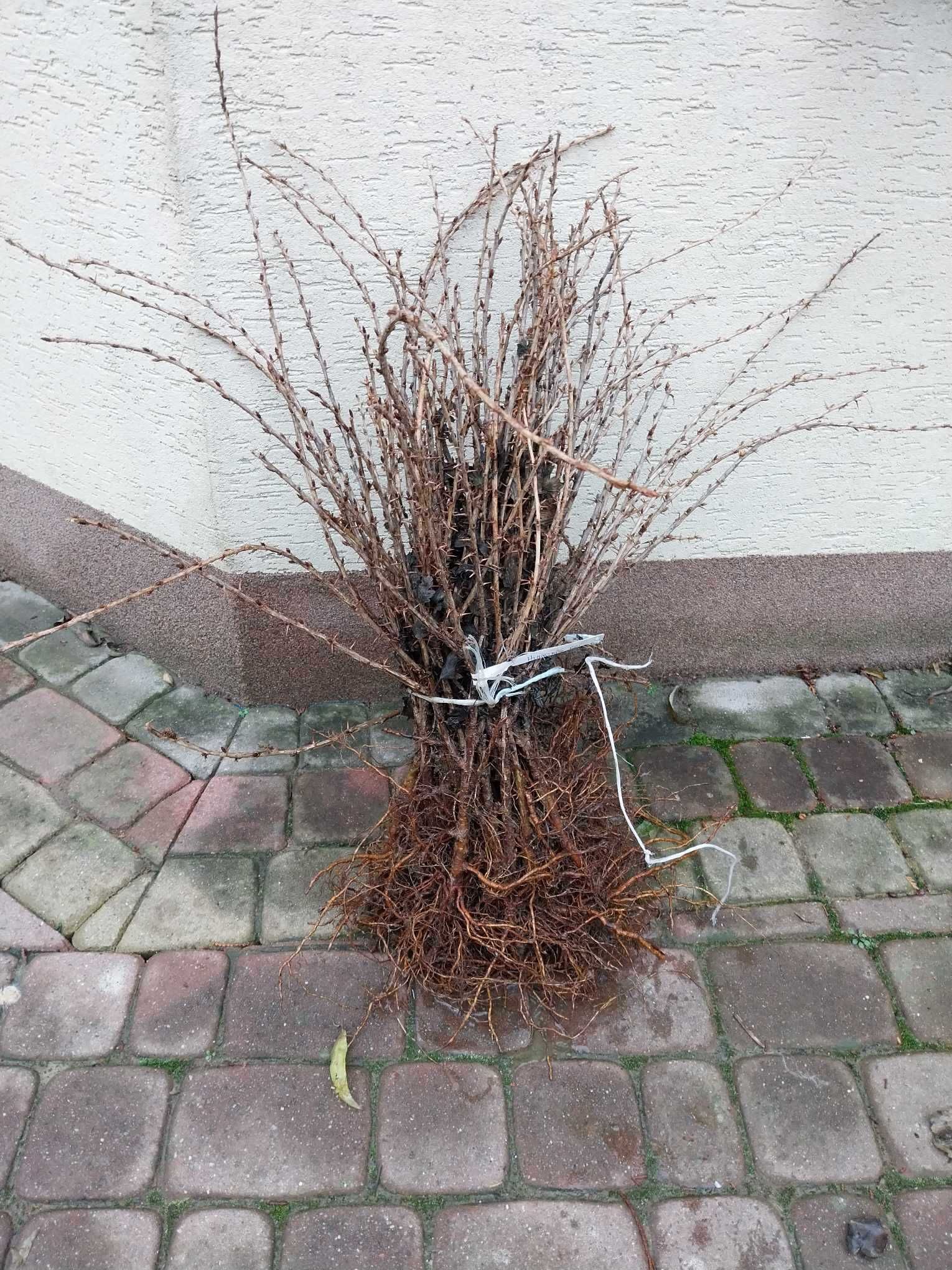 Drzewa i Krzewy owocowe różne