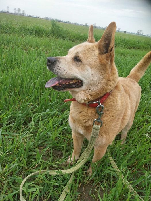 Baxter- prawie Akita w Potrzebie