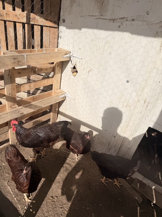 Ovos galado de Rhode Island Red