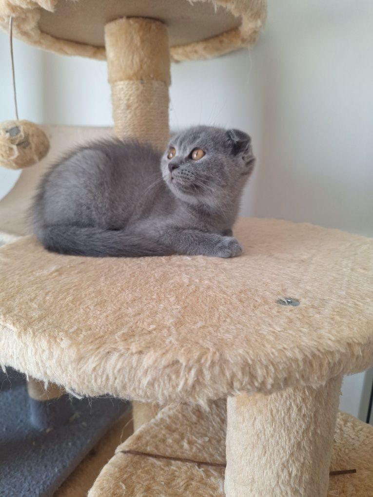 Scottish fold fêmea azul