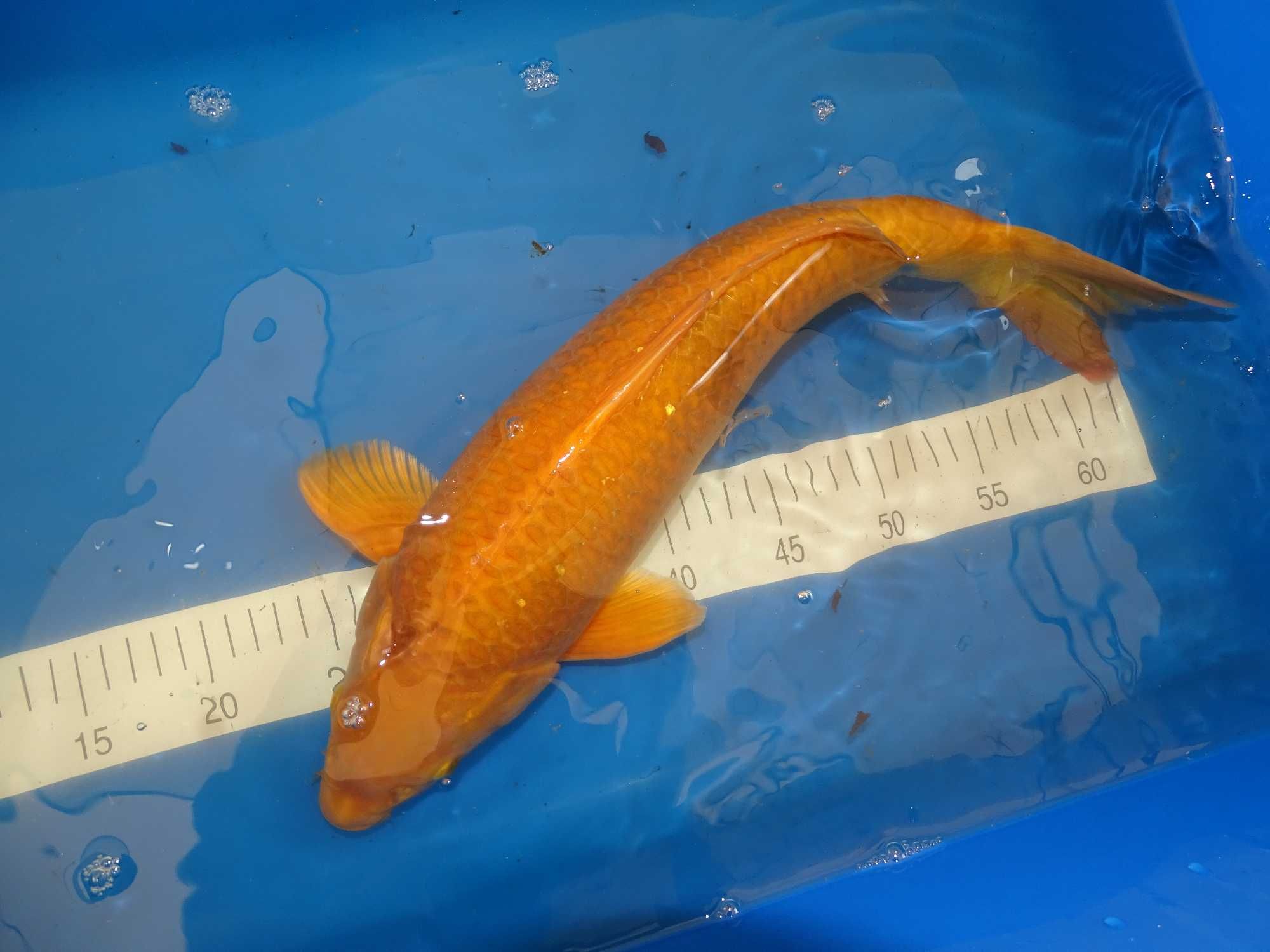 Japońskie Karpie Koi -Rybki do oczka Karpie Koi 8-56cm