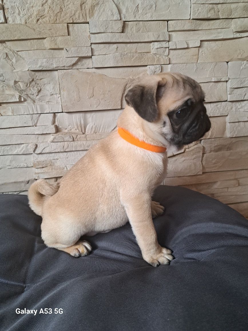 Mops piękny piesek
