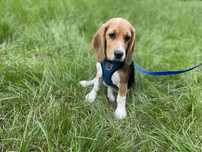 Beagle, szczeniak! FCI