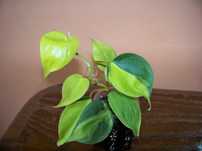 Філодендрон Бразіл  (Philodendron mediopicta Brazil)