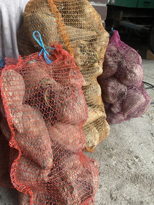 Marchew pietruszka czosnek buraki cukrowe owies