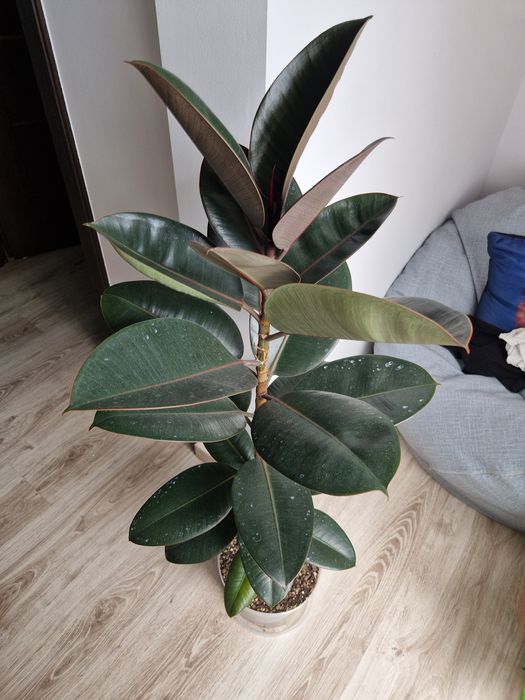 fikus elastica abidjan