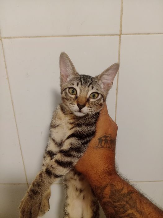 Gatinhas bebés para adoção