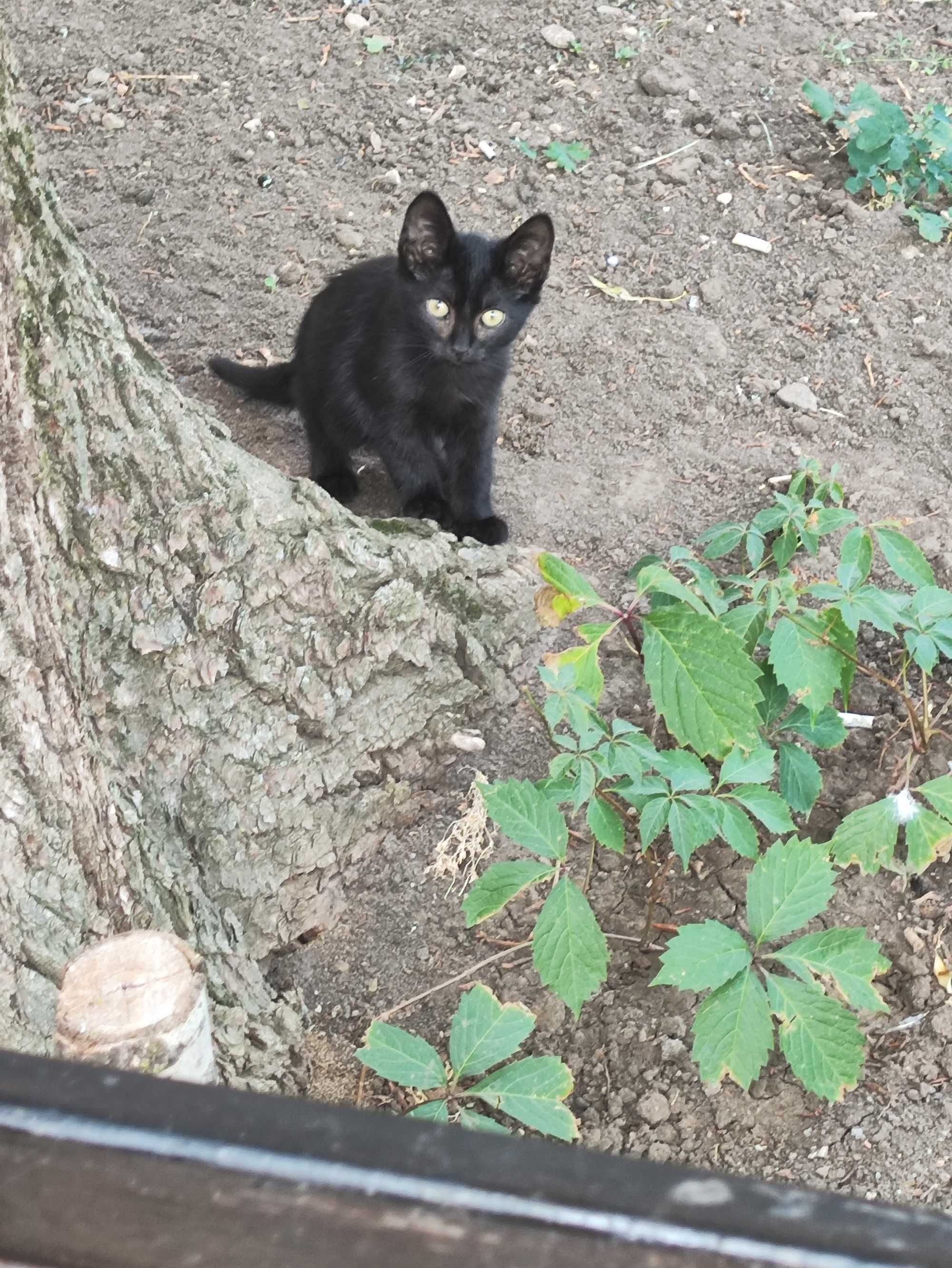 Котята кошеня шукає маму