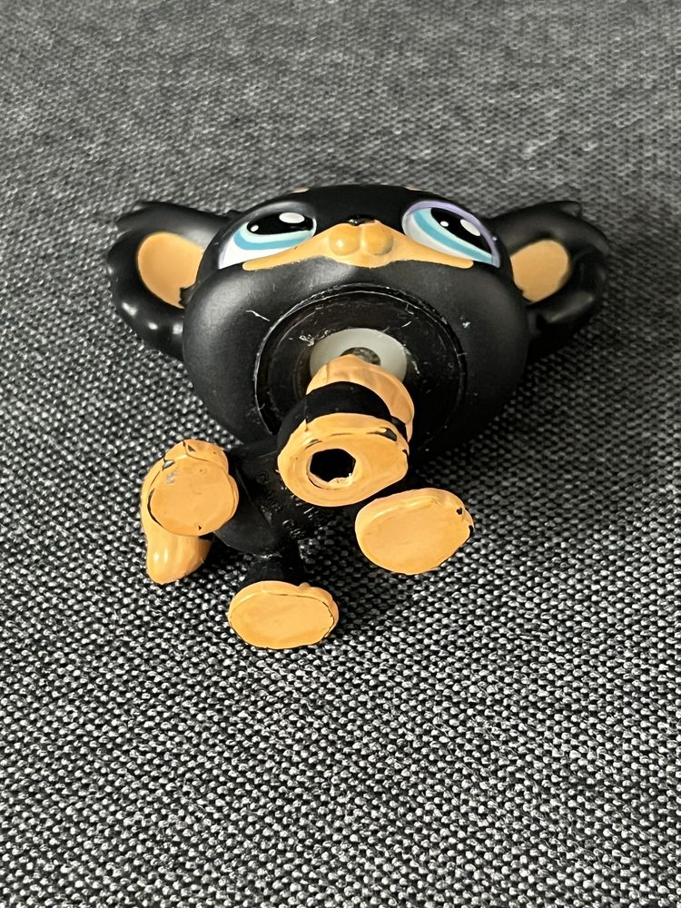 Lps Pet shop Chihuahua #1571 oryginał przezroczysta rureczka stan bdb