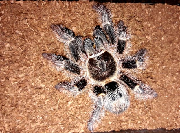 Паук птицеед Grammostola pulhripes самка