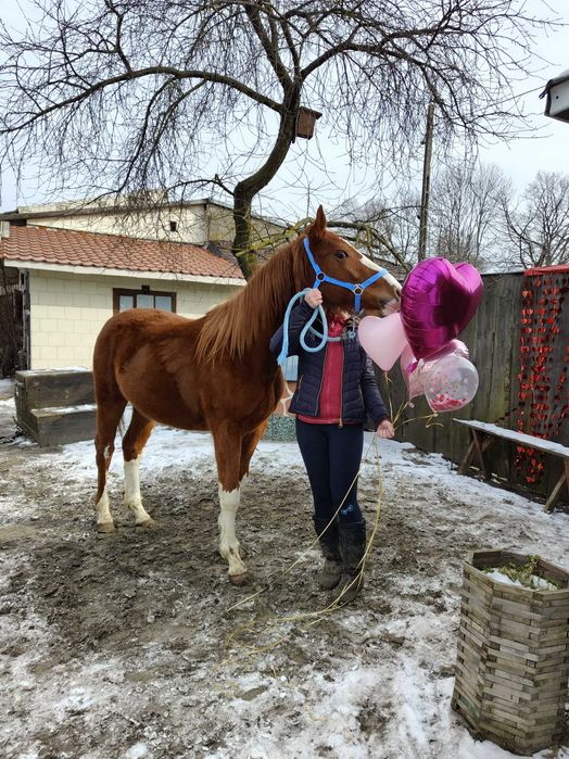 Klacz malowana dwa lata