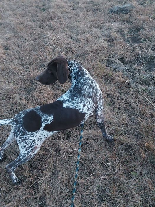 Wyżeł Niemiecki krótkowłosy