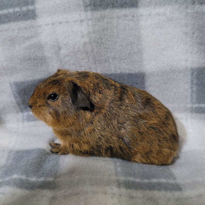 Świnka morska gładkowłosa samiec