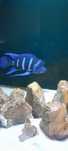 Cyphotilapia Frontosa Blue Zair F2, pyszczaki,tanganika,malawi