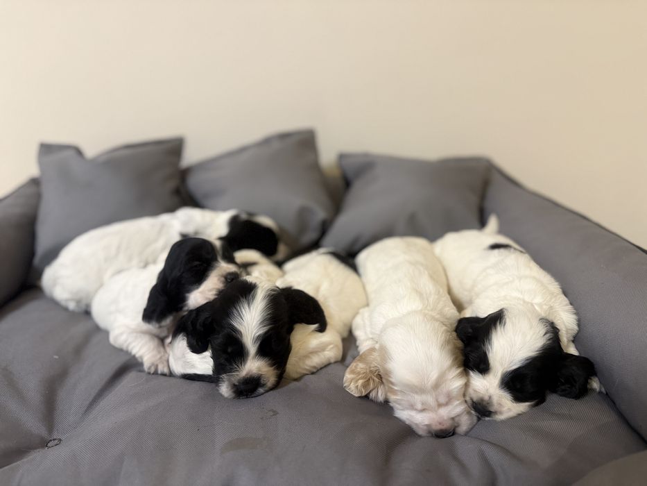 Piesek cocker spaniel angielski szczenię