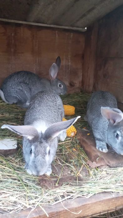 Продам кролі. Спаровані самки.