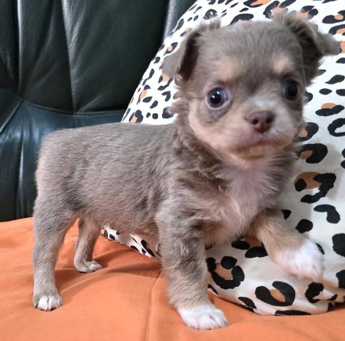 Chihuahua Fêmea, Cor Lilac afogueado. Pêlo comprido. LOP