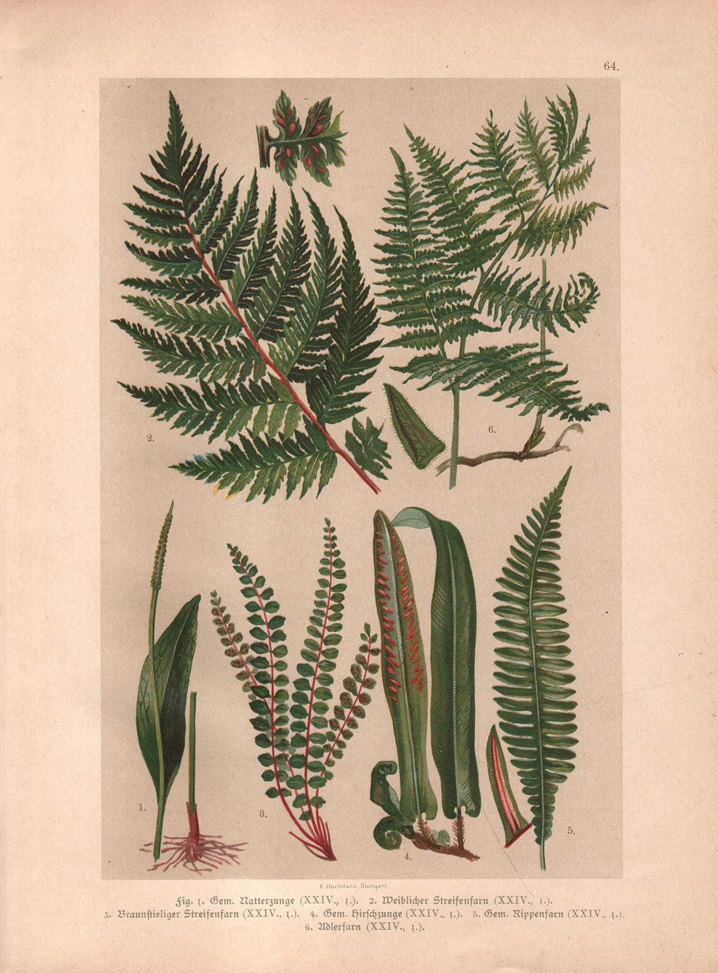 Hochdanz: Rośliny zioła paprocie botanika litografia 1901 r. autentyk