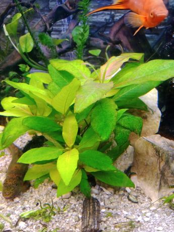 Orzech wodny Hygrophila corymbosa Akwarium roślinki