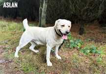Labrador Aslan szuka domu. Aktywny