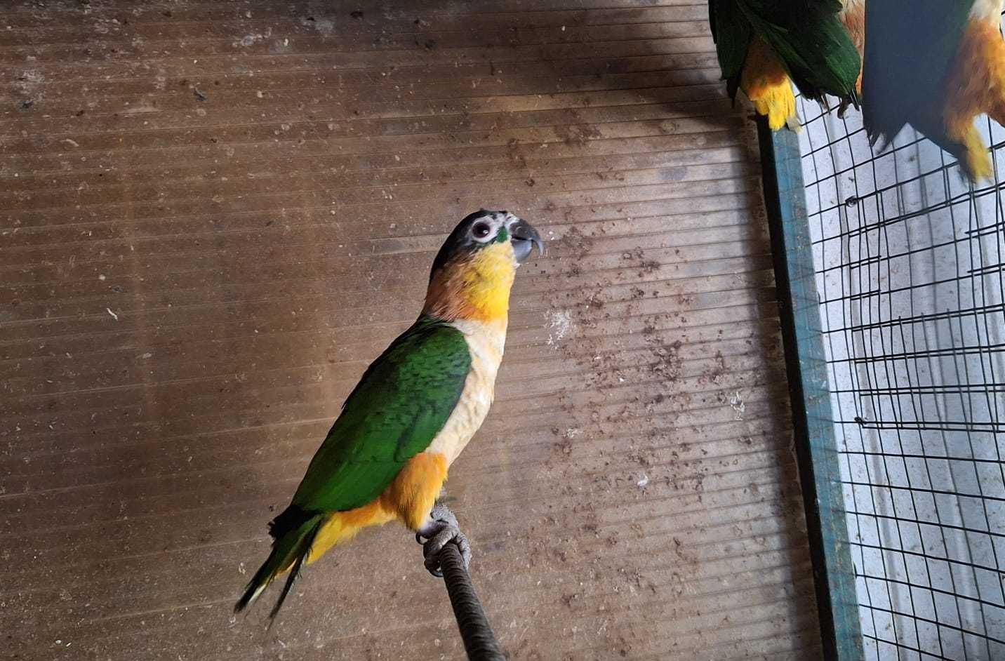 Marianinhas de cabeça preta