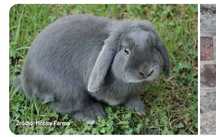 Króliczek Mini Lop