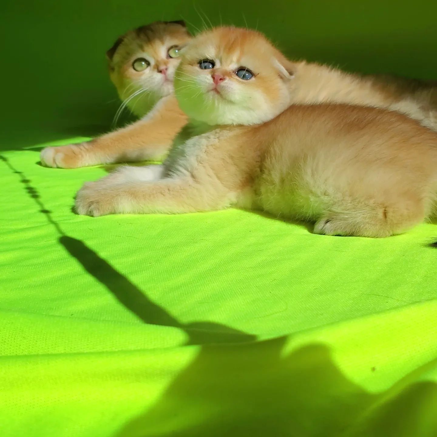Шикарные и нежные котята золотая шиншилла