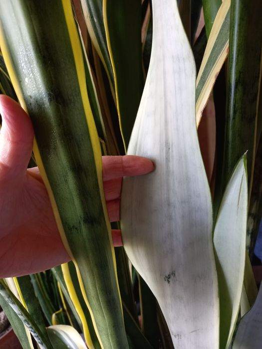 Сансевєрії  різних сортів. Декоративнолистні