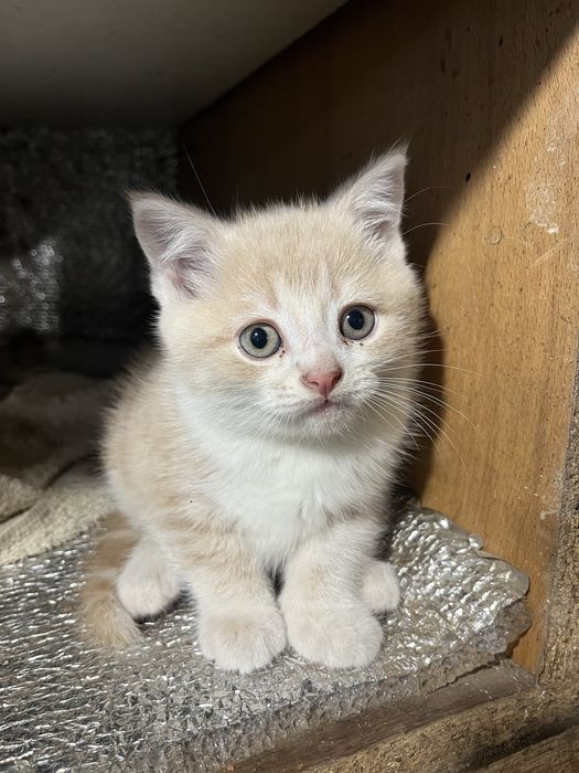 Кошеня шотланська