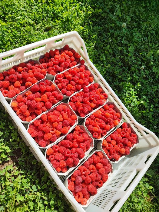 Sadzonki malin, wczesna odmiana, duże owoce