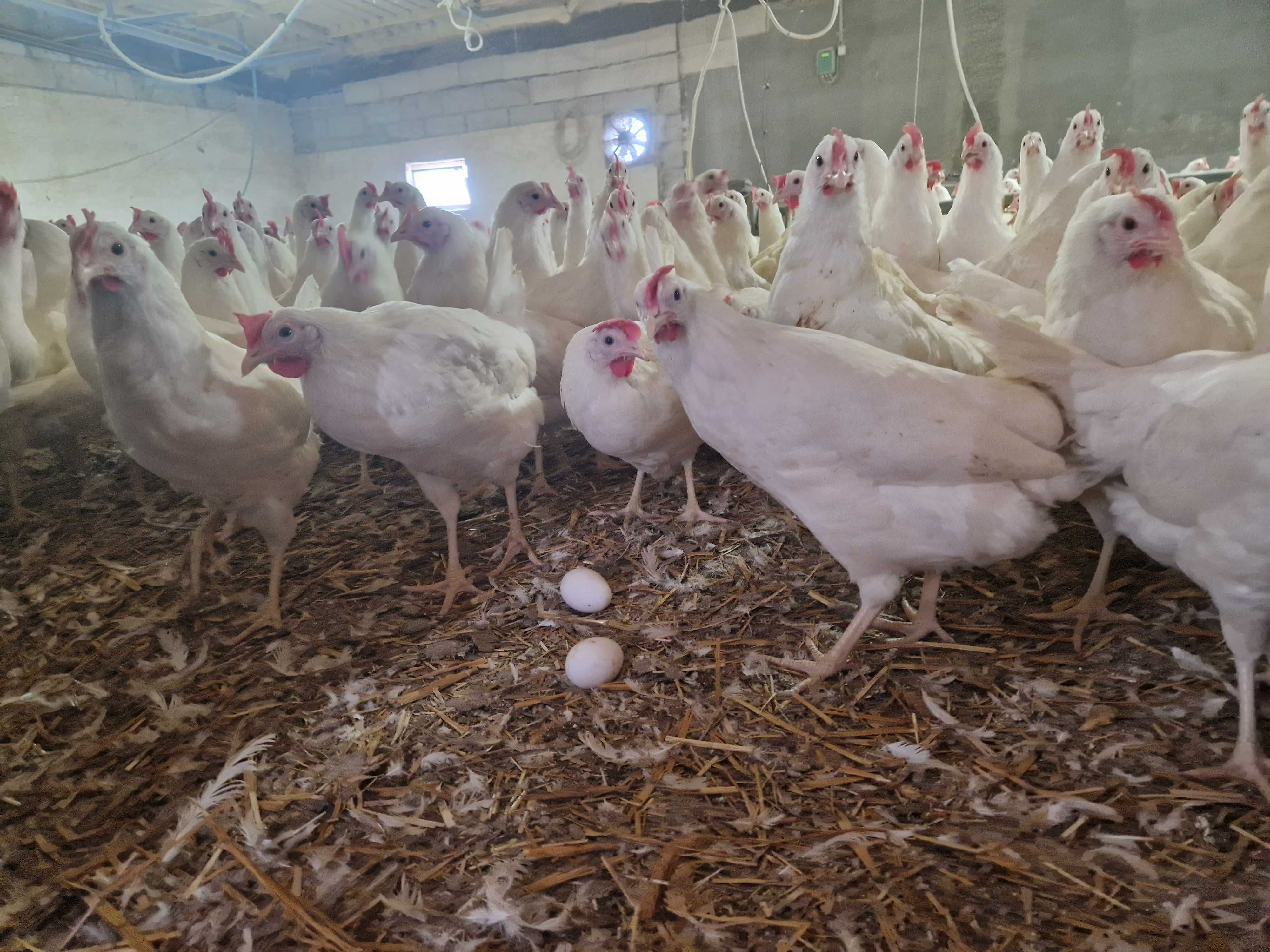 Kury kokoski nioski Tetra biała jak leghorn odchowana