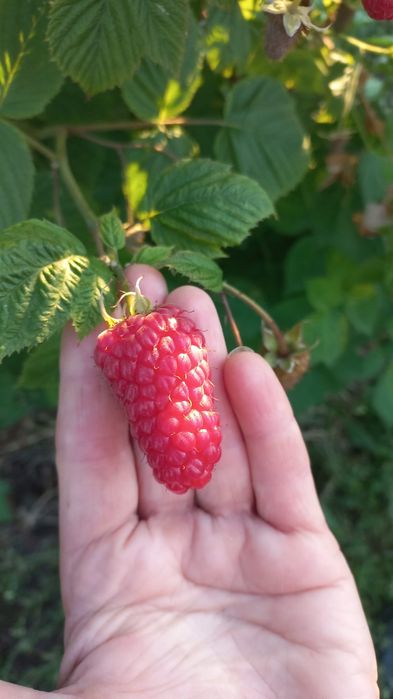 Sprzedam sadzonki malin letniej