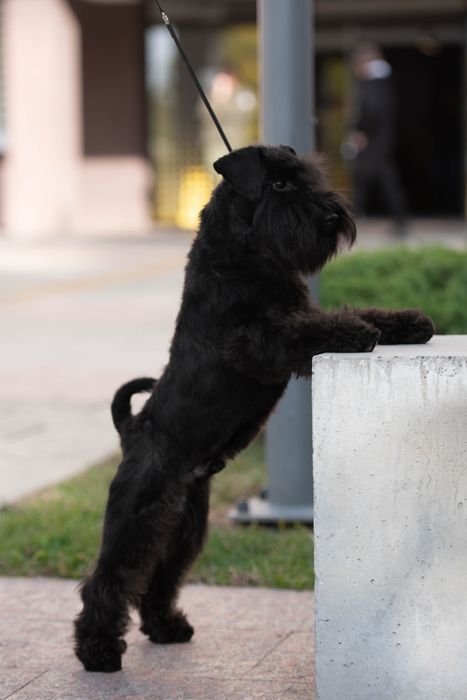 Цвергшнауцер для вязки