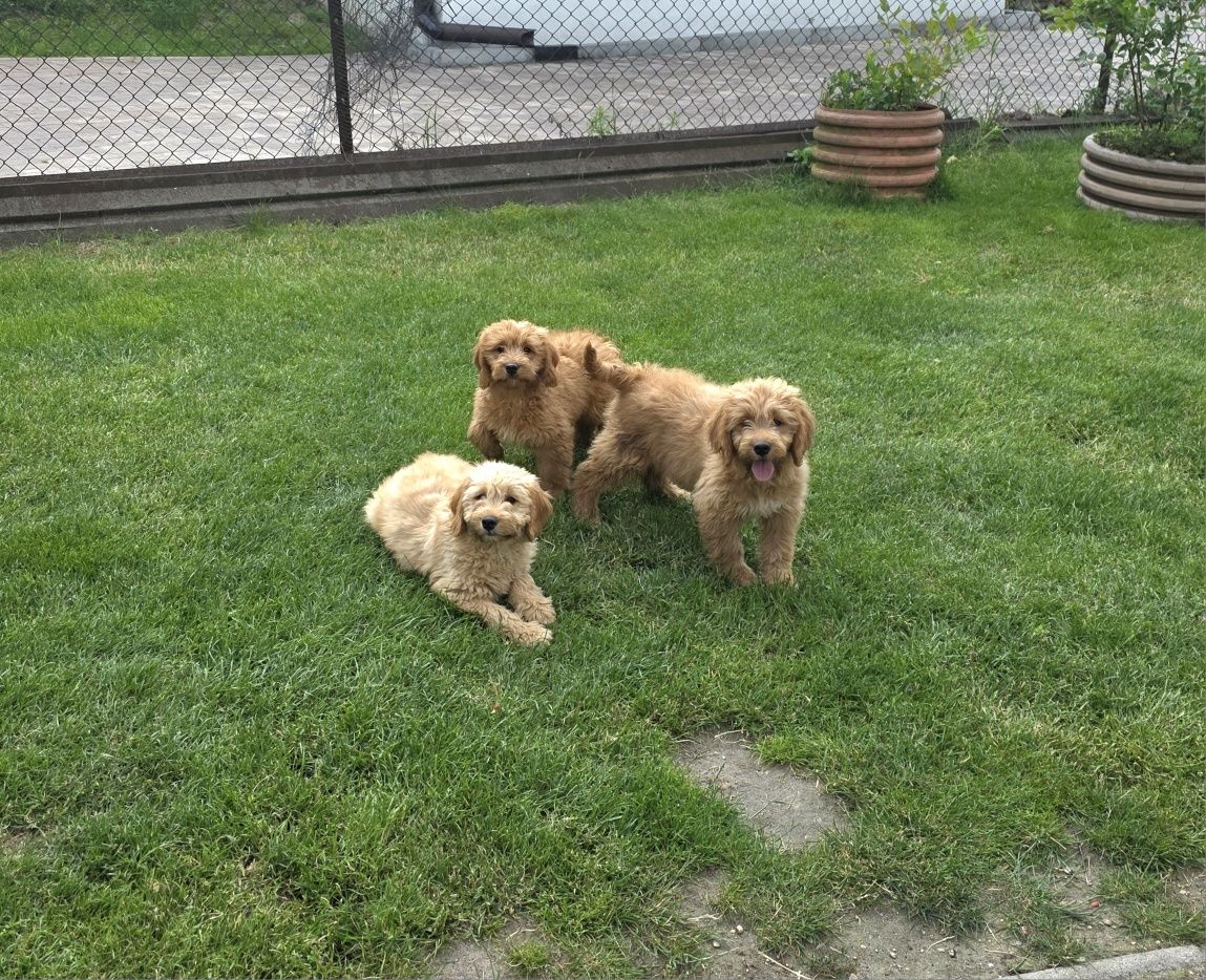 Goldendoodle piesek f1