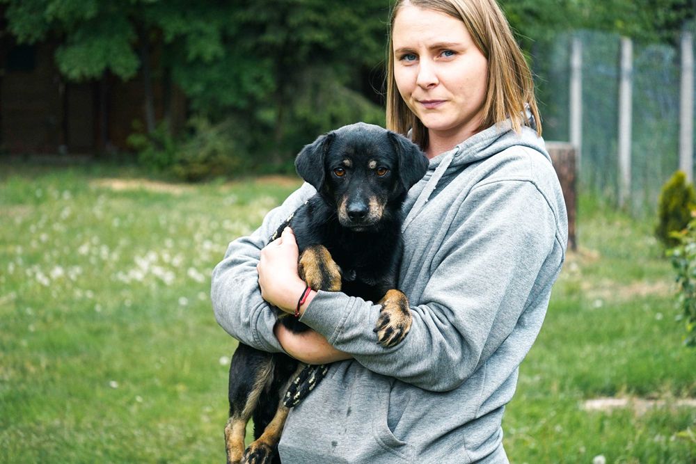 Krystek - niewielki psiak w typie jamnika