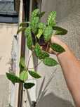 hoya callistophylla