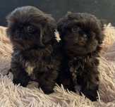 Piękna suczka shih tzu