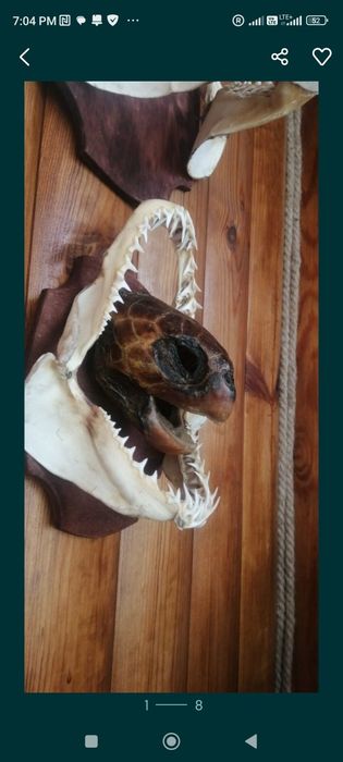 Аренда и прокат акульих челюстей . А также морской атрибутики