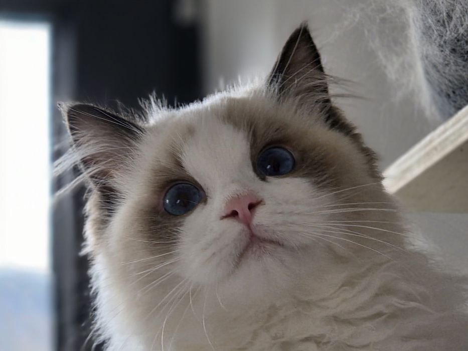 Kotka RAGDOLL rodowód FPL