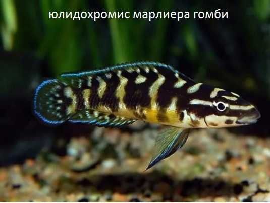 Цихлиды Трубочник Изя дешево оптом Коряги камни грунт корм коппенс