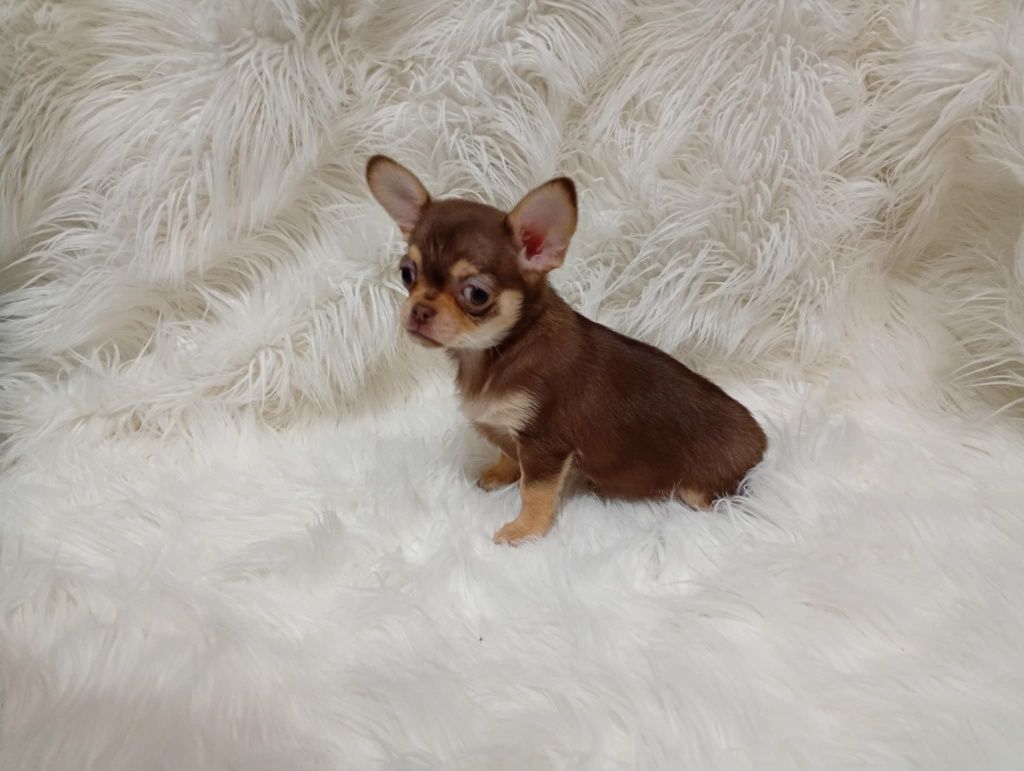 Chihuahua długo włosy czekoladowy chlopak
