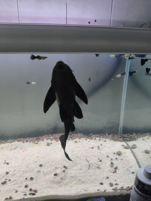 Vendo/troco 2 plecos comum