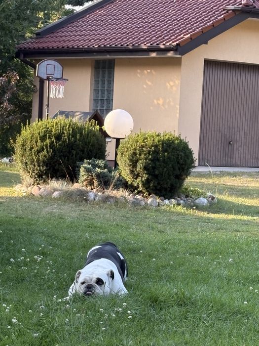 Oddam buldoga angielskiego w dobre ręce