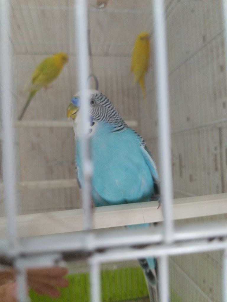 Periquitos Australianos e Gaiolas.