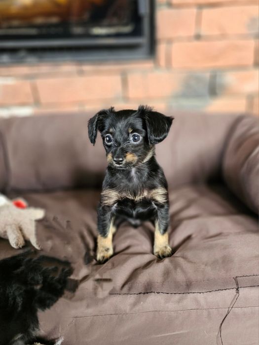 Toy Rosyjski dlugowlosy